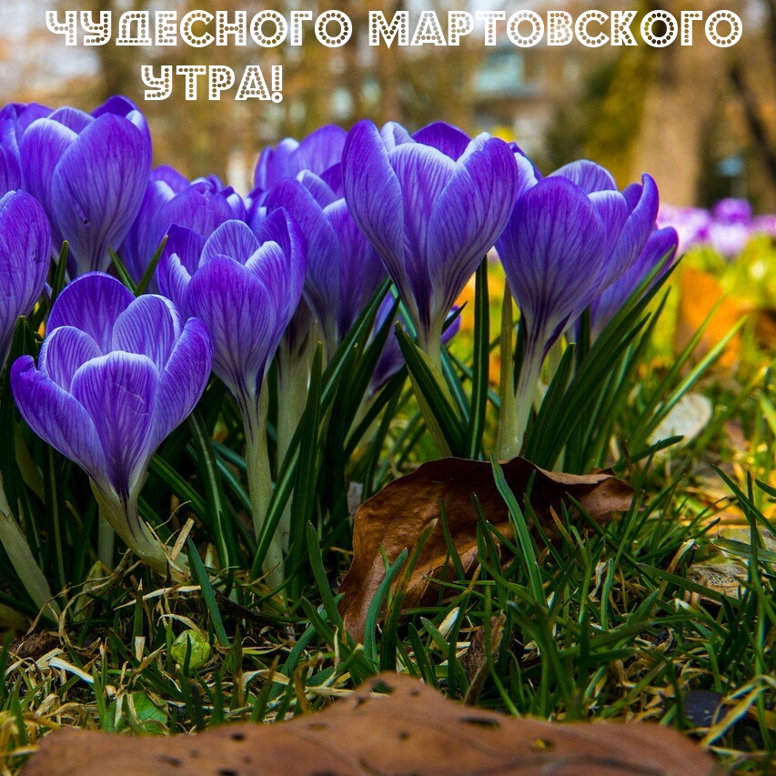 Чудесного мартовского утра!