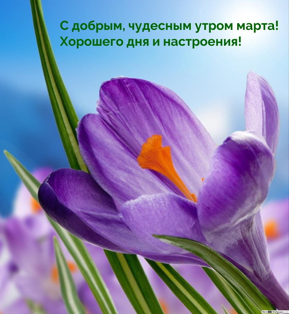 С добрым, чудесным утром марта! Хорошего дня и настроения!
