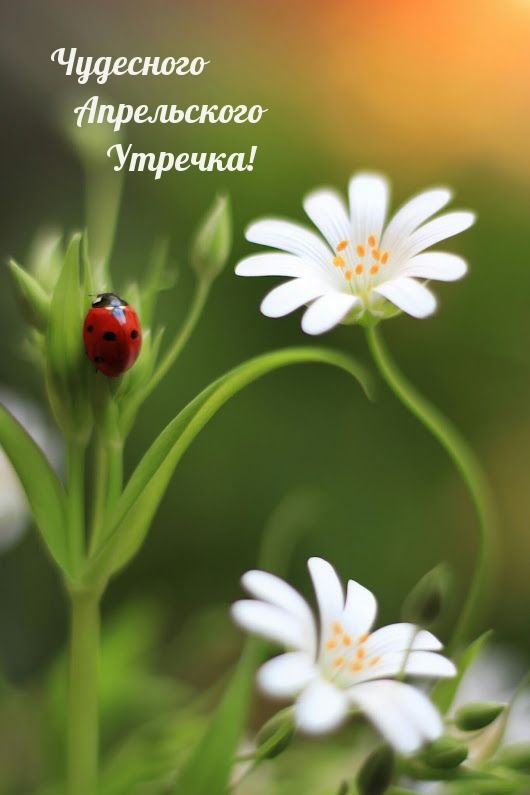 Чудесного Апрельского Утречка!