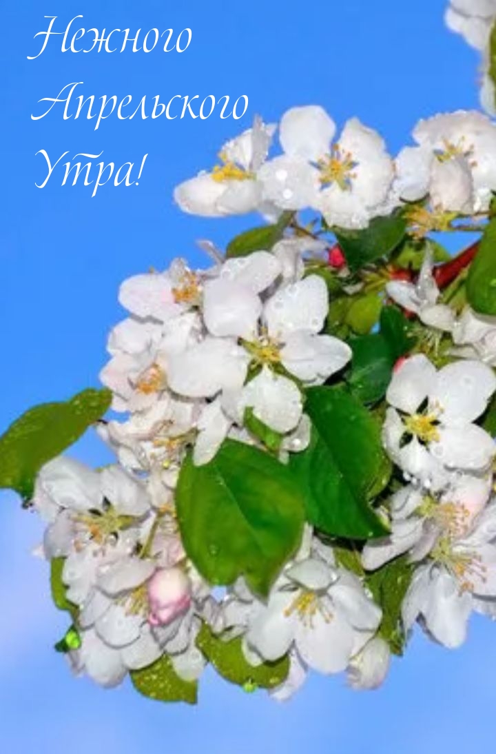 Нежного Апрельского Утра!