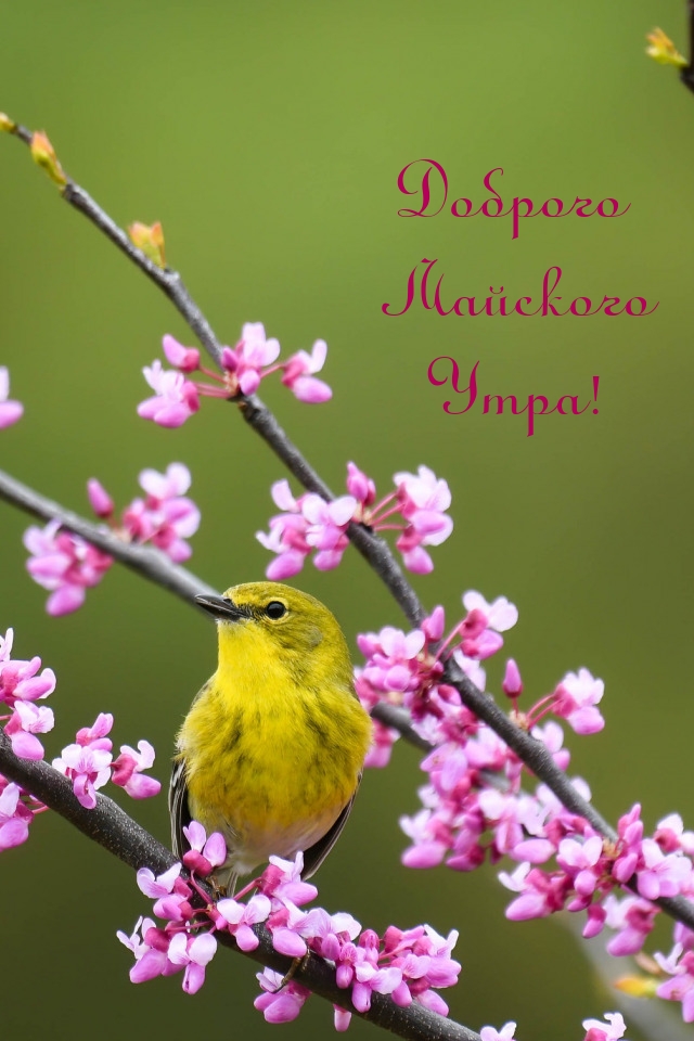 Доброго Майского Утра!