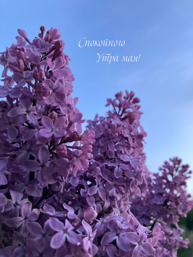 Спокойного Утра мая!