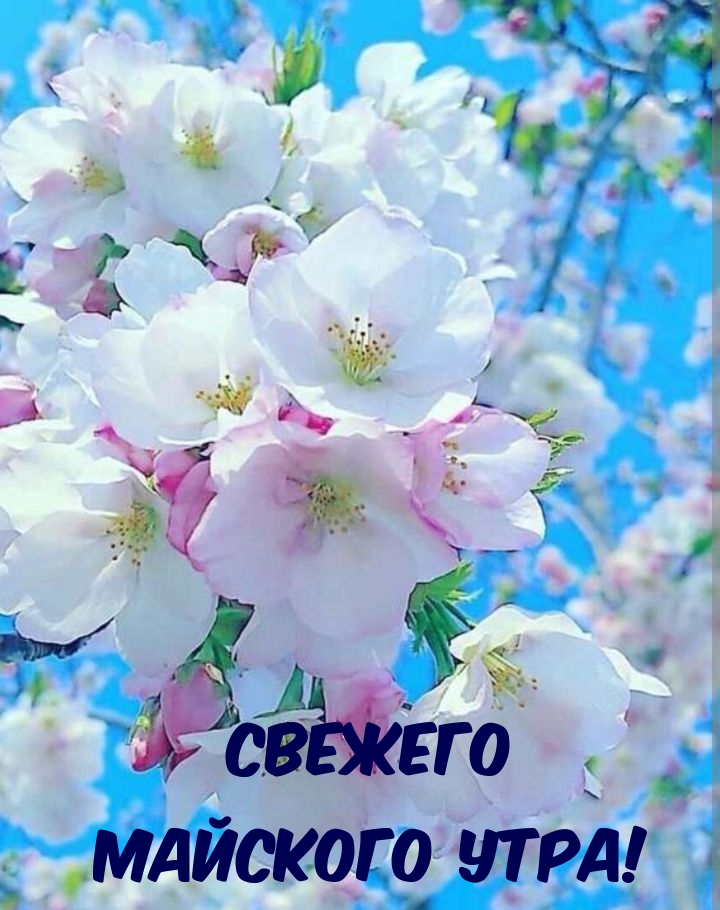 Свежего Майского Утра!