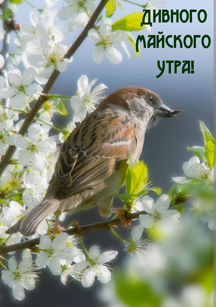 Картинки с надписями.  Дивного Майского Утра!.