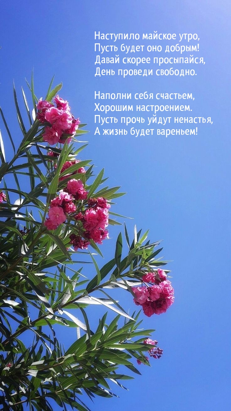 Картинки с надписями. Наступило майское утро, пусть будет оно добрым!.