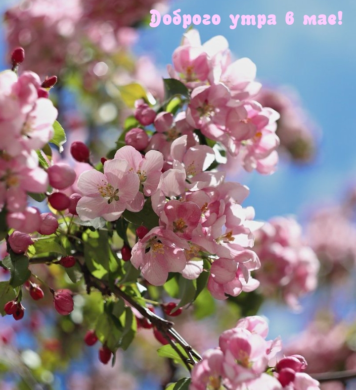 Доброго утра в мае!