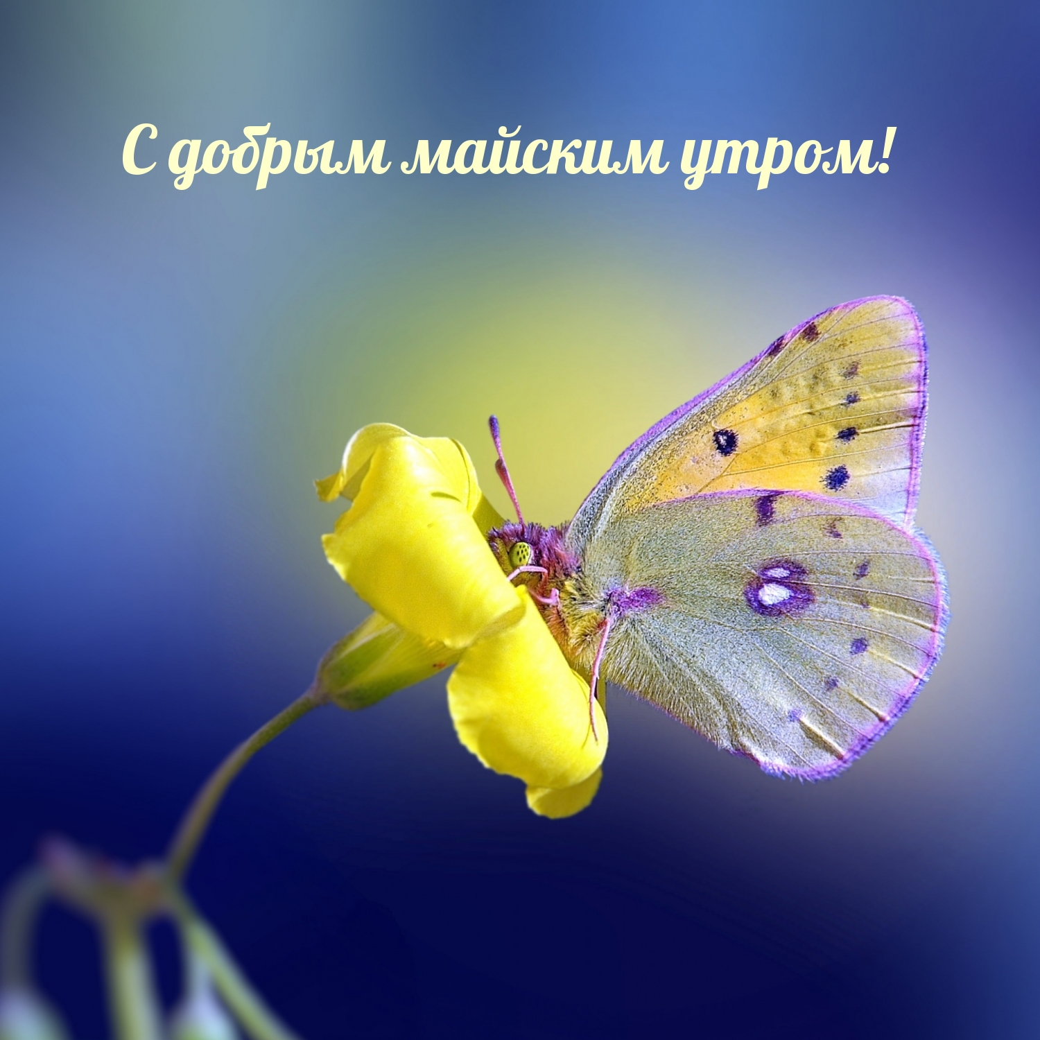 С добрым майским утром!