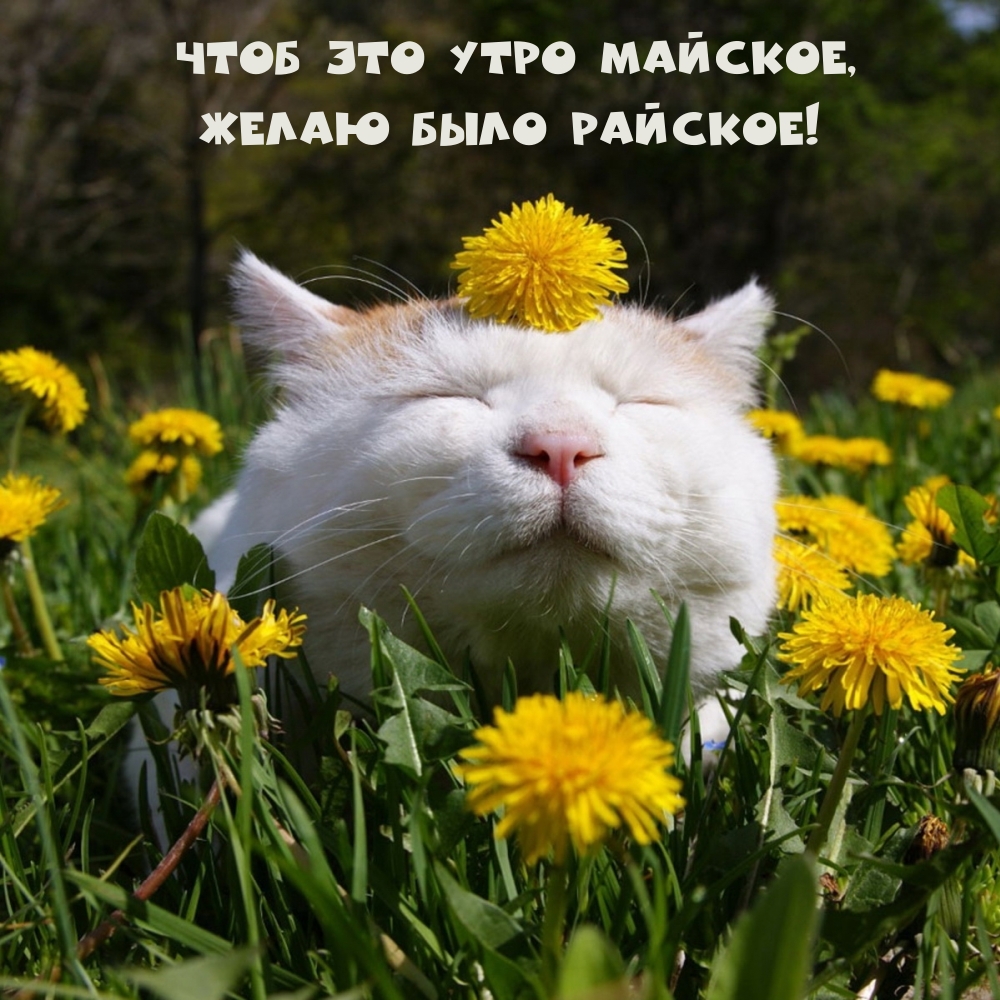 Чтоб это утро майское, желаю было райское!