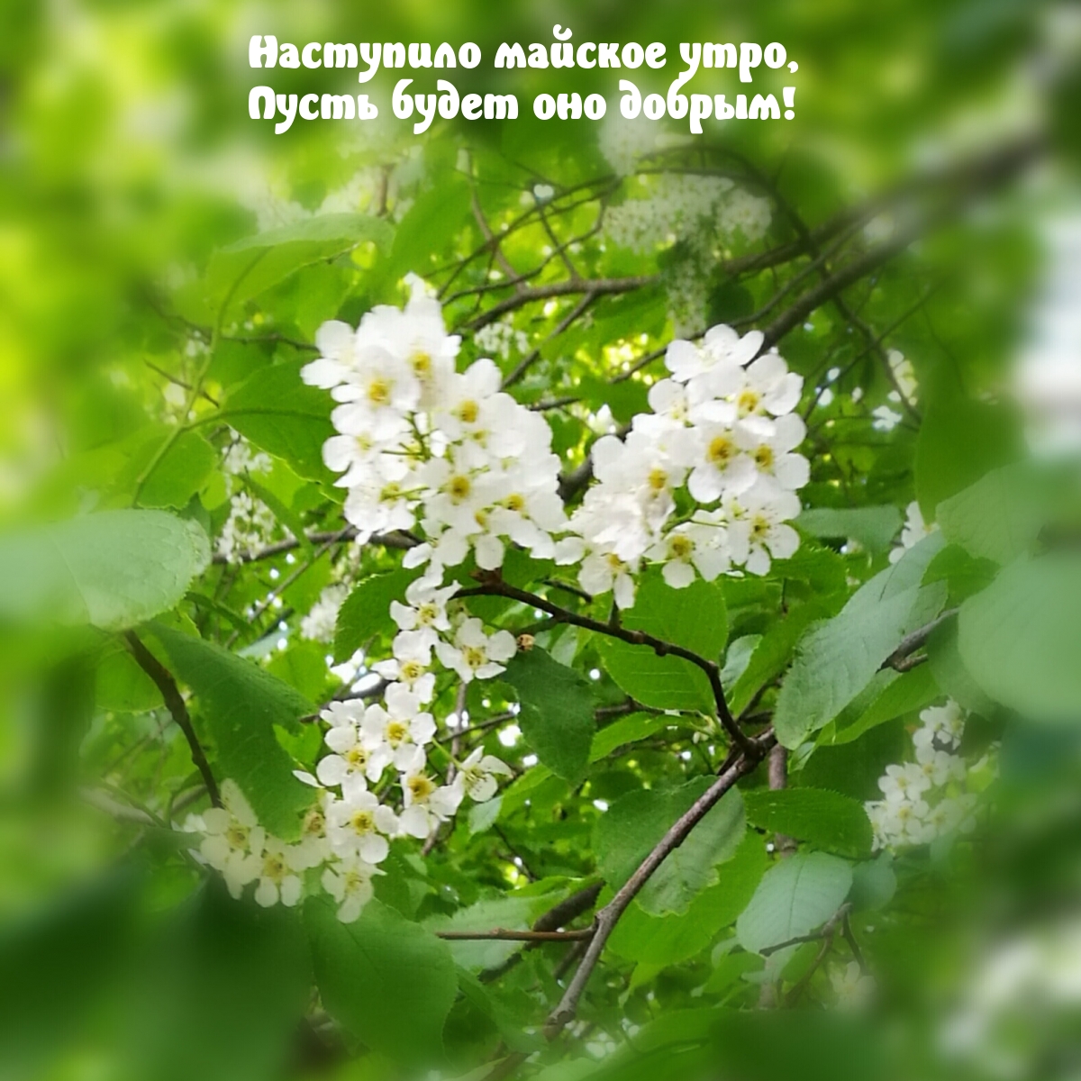 Наступило майское утро, пусть будет оно добрым!