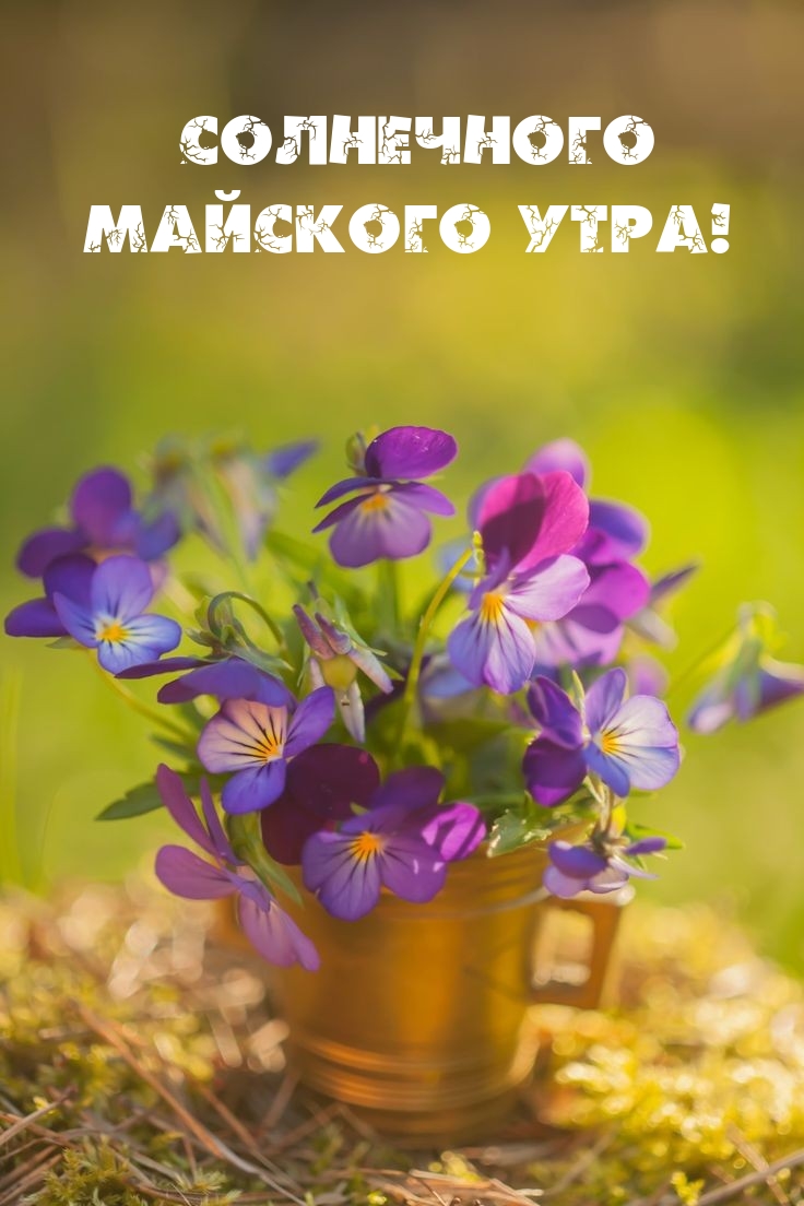 Солнечного майского утра!