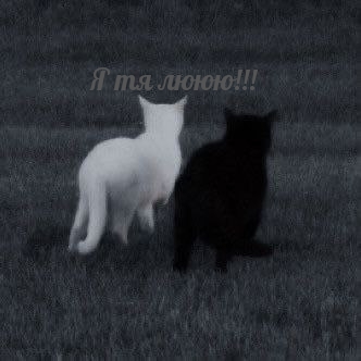Я тя лююю!