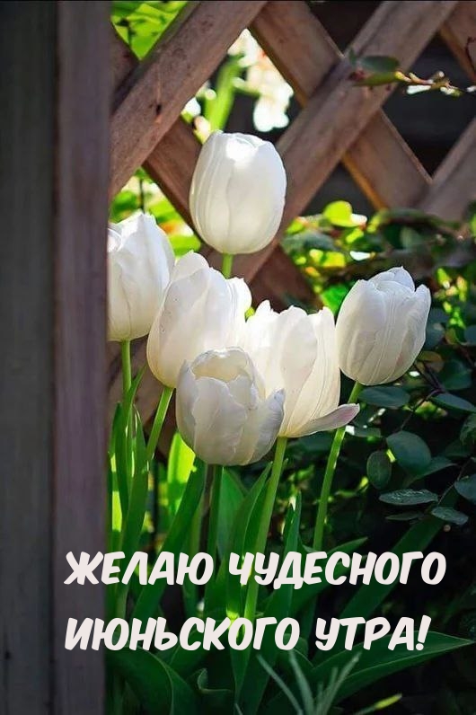 Желаю чудесного Июньского утра!