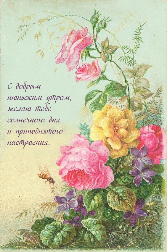 С добрым июньским утром, желаю тебе солнечного дня