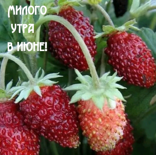 Милого утра в июне!