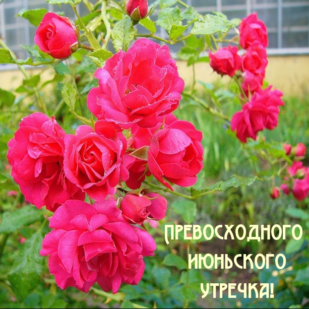Превосходного июньского утречка!