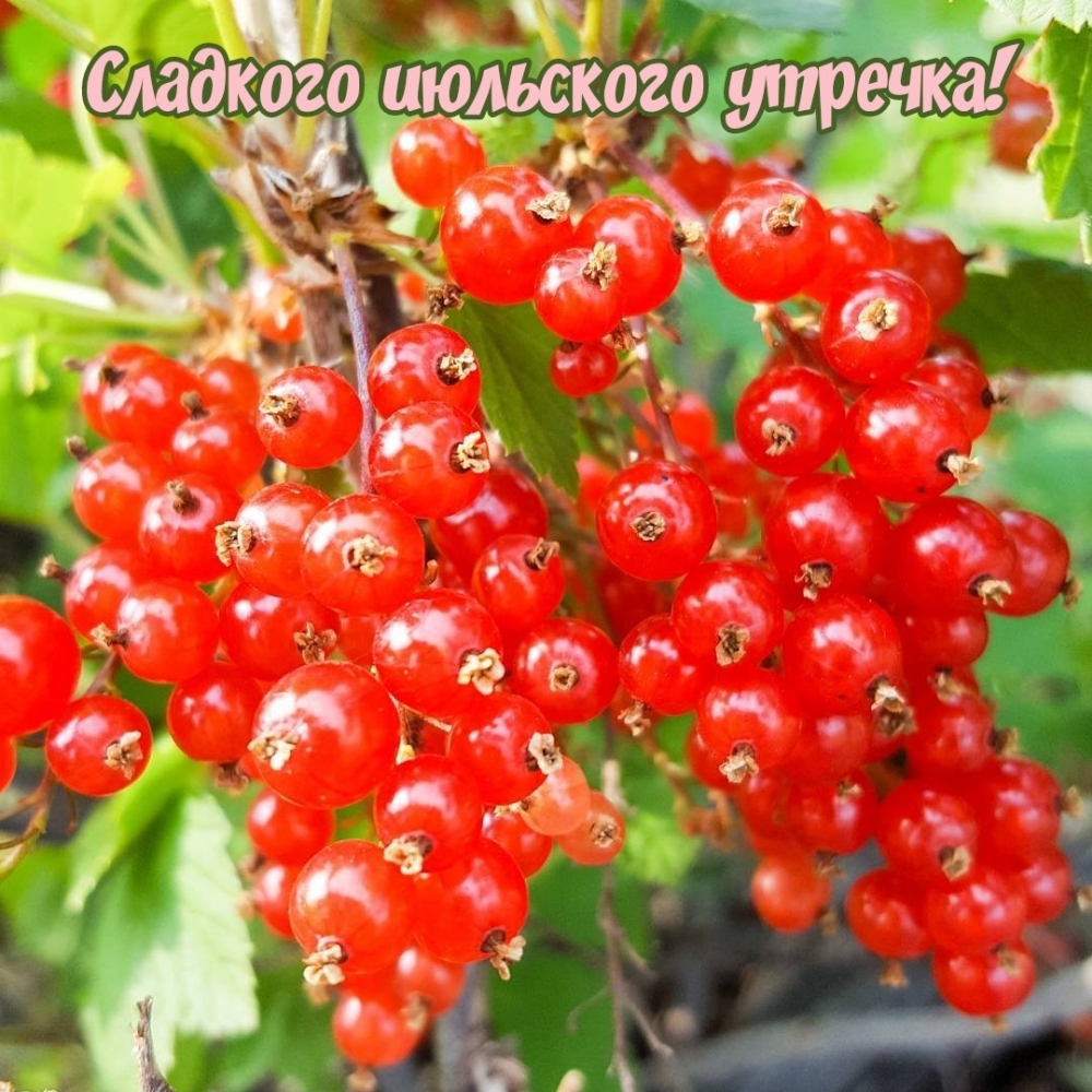 Сладкого июльского утречка!