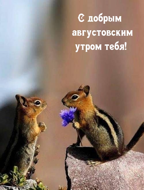 С добрым августовским утром тебя!