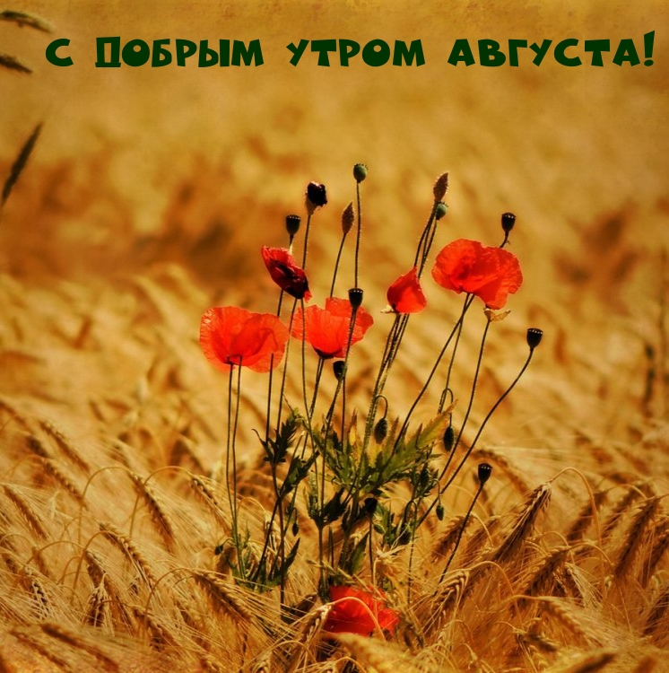 С добрым утром августа!