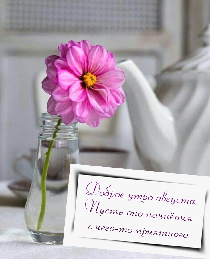 Доброе утро августа. Пусть оно начнётся с чего-то приятного.