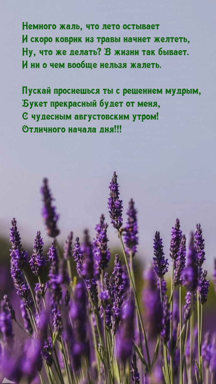 С чудесным августовским утром! Отличного начала дня!