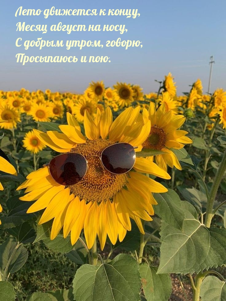 Лето движется к концу, месяц август на носу С добрым утром