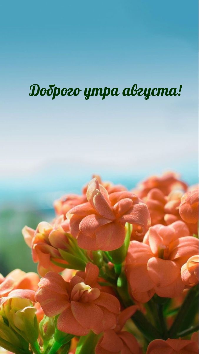 Доброго утра августа!