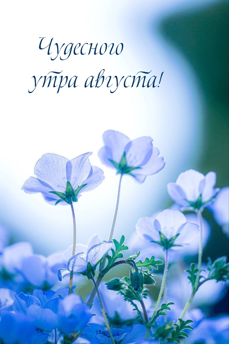 Чудесного утра августа!