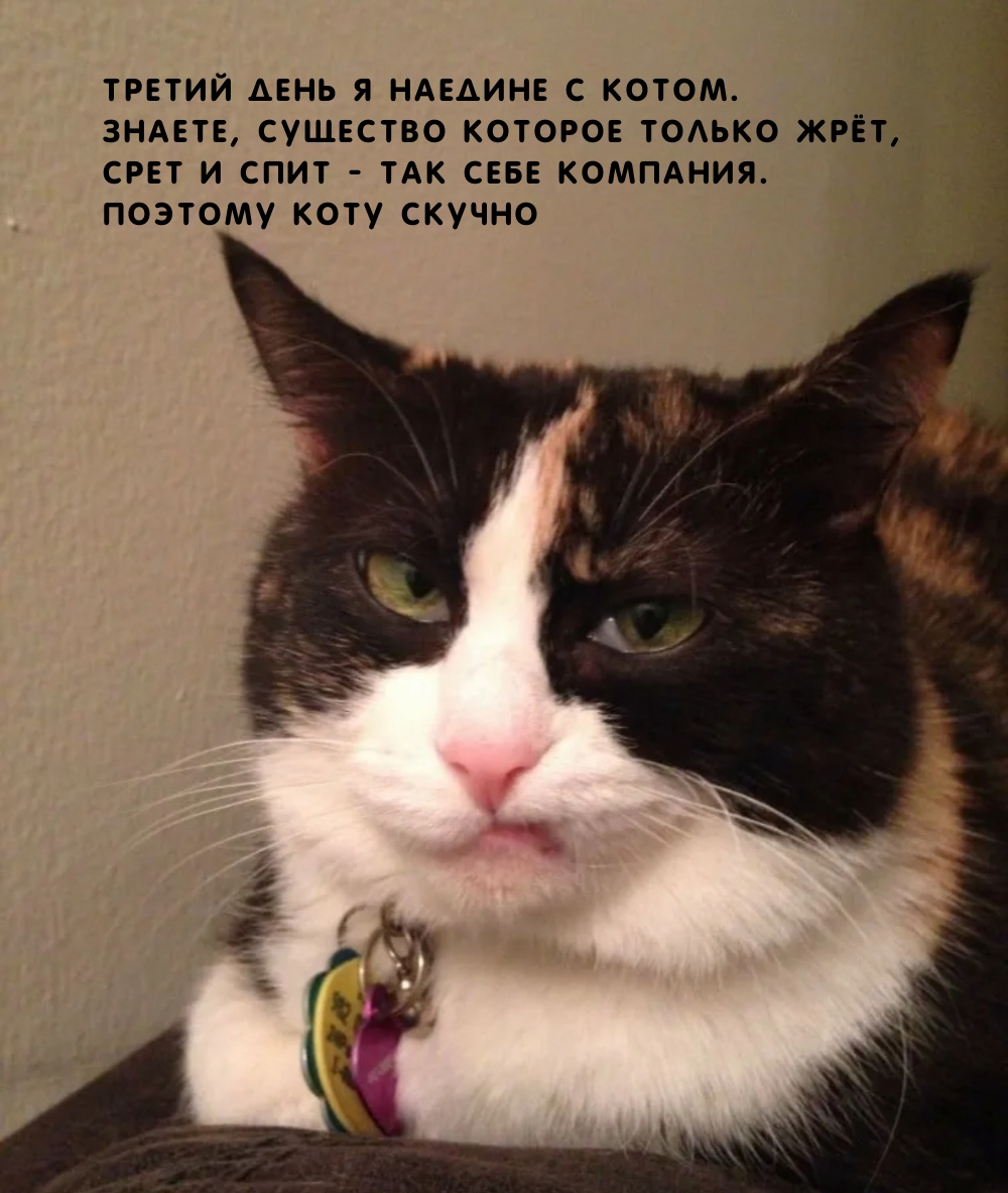 Картинки с надписями. Третий день я наедине с котом..