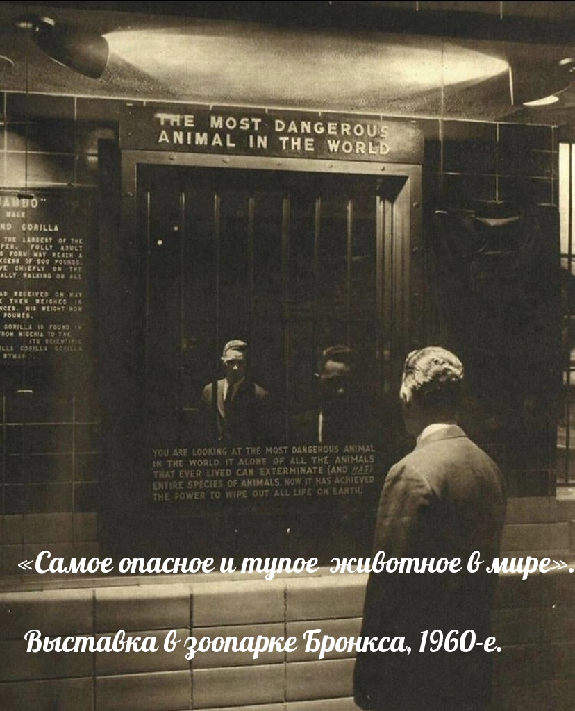 «Caмoe oпacнoe и тупое живoтнoe в миpe».