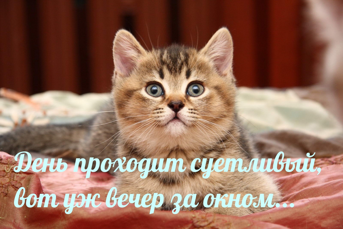 Картинки с надписями.  День проходит суетливый, вот уж вечер за окном....