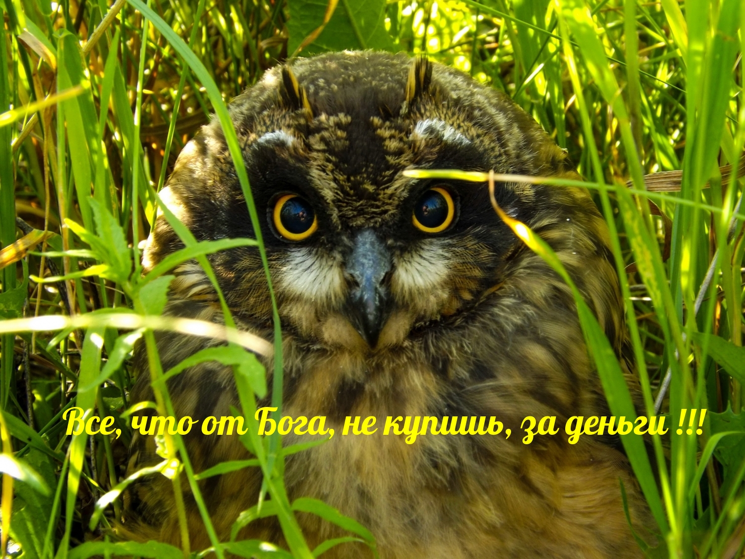 Все, что от Бога, не купишь, за деньги!