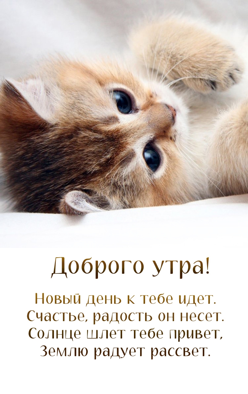 Доброго утра! Новый день к тебе идет. Счастье, радость он несет.