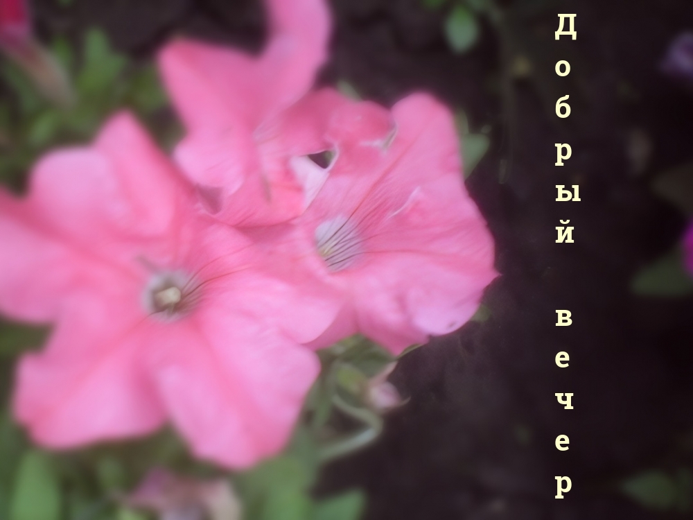 Добрый вечер