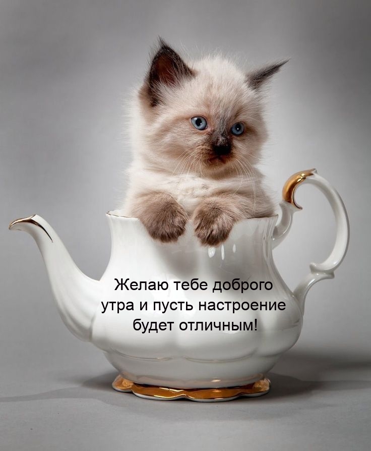 Желаю тебе доброго утра и пусть настроение будет отличным!