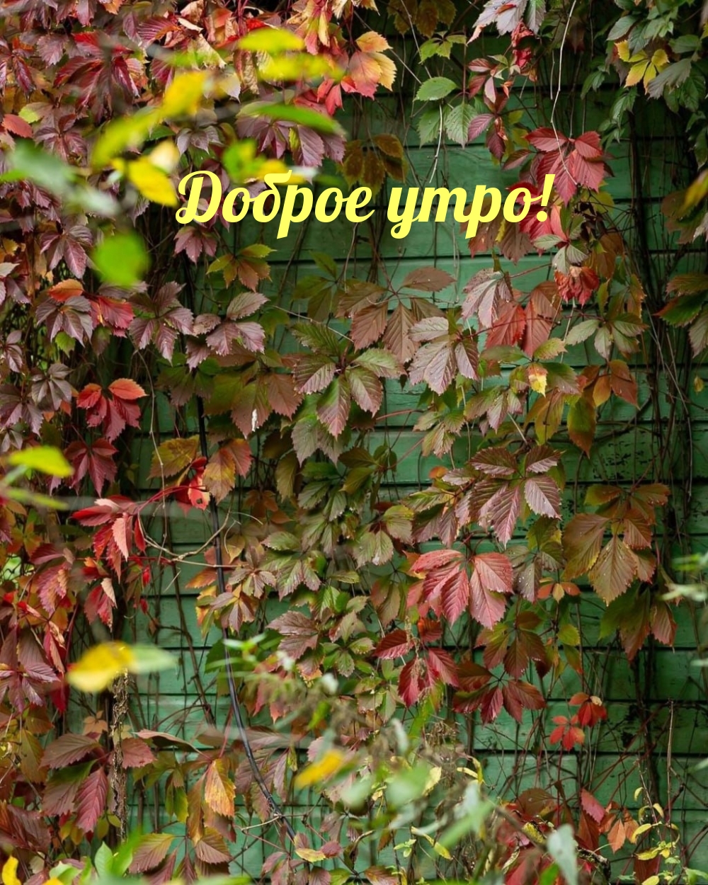 Доброе утро!