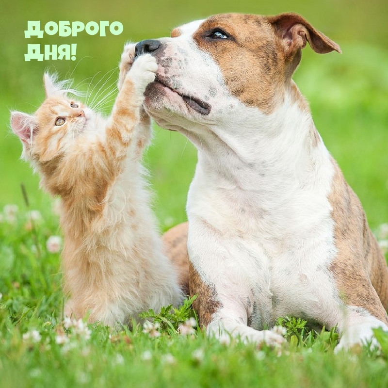 Доброго дня!