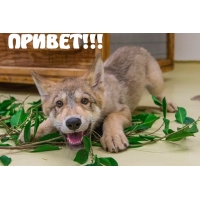 ПРИВЕТ!