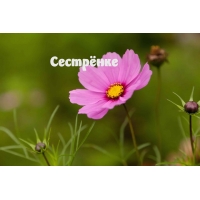 Сестрёнке