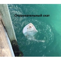 Очаровательный скат