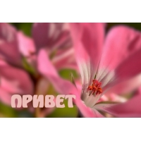 ПРИВЕТ