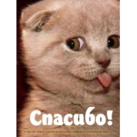 Спасибо!