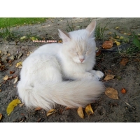 Осенняя кошка