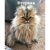Вторник