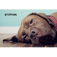 Вторник
