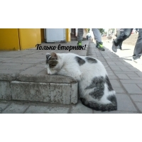 Только вторник!
