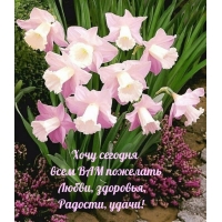 Хочу сегодня всем ВАМ пожелать Любви, здоровья, Радости, удачи!