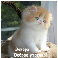 Венера, доброе утроечко!