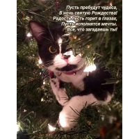 Пусть пребудут чудеса, В ночь святую Рождества!