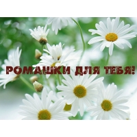 Ромашки для тебя!