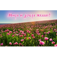 Мира и добра желаю